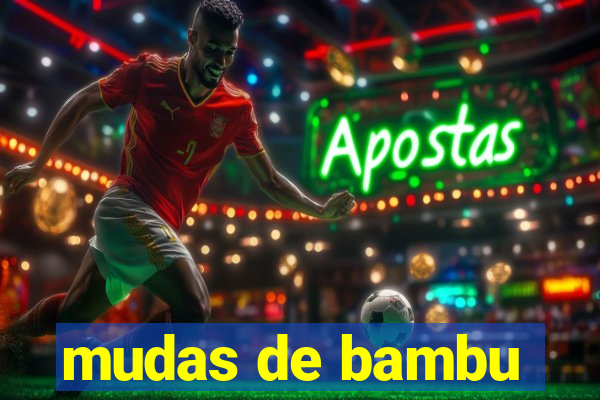 mudas de bambu